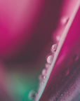 Plakat - Pink Flowers 24 - Admen.dk