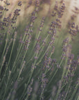 Plakat - Lavender - Admen.dk