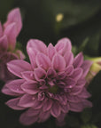 Plakat - Pink Flowers 40 - Admen.dk