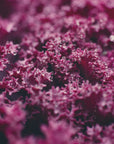 Plakat - Pink Flowers 47 - Admen.dk