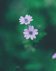 Plakat - Purple Flowers 10 - Admen.dk