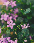Plakat - Purple Flowers 11 - Admen.dk