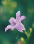 Akustik - Purple Flowers 12 - Admen.dk