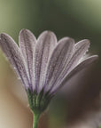 Akustik - Purple Flowers 16