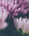 Plakat - Purple Flowers 20 - Admen.dk