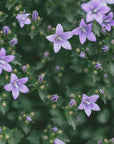 Akustik - Purple Flowers 21