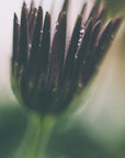 Plakat - Purple Flowers 03 - Admen.dk