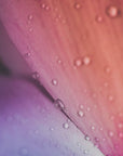 Plakat - Pink Flowers 06 - Admen.dk