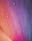 Plakat - Pink Flowers 09 - Admen.dk