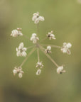Plakat - White Flowers 01 - Admen.dk