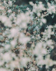 Plakat - White Flowers 13 - Admen.dk