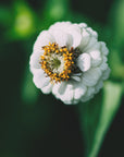 Plakat - White Flowers 19 - Admen.dk