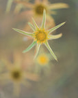 Plakat - Summer Flowers 3 - Admen.dk