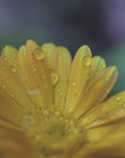 Akustik - Summer Flowers 5