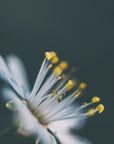 Plakat - Summer Flowers 11 - Admen.dk