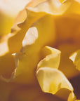 Plakat - Summer Flowers 19 - Admen.dk