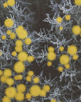 Plakat - Summer Flowers 23 - Admen.dk