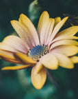 Plakat - Summer Flowers 31 - Admen.dk