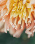 Plakat - Summer Flowers 46 - Admen.dk