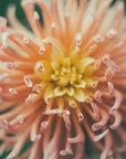 Plakat - Summer Flowers 49 - Admen.dk