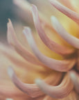 Plakat - Summer Flowers 50 - Admen.dk