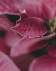 Plakat - Summer Flowers 67 - Admen.dk