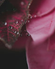 Plakat - Summer Flowers 68 - Admen.dk