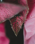 Plakat - Summer Flowers 69 - Admen.dk