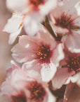 Akustik - Summer Flowers 83 - Admen.dk