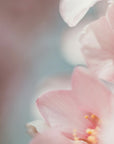 Plakat - Summer Flowers 85 - Admen.dk