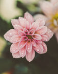 Plakat - Summer Flowers 93 - Admen.dk