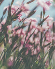 Akustik - Summer Flowers 94
