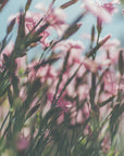 Plakat - Summer Flowers 94 - Admen.dk