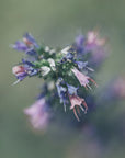 Plakat - Summer Flowers 95 - Admen.dk