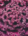 Plakat - Summer Flowers 97 - Admen.dk