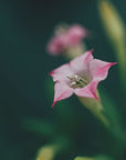 Plakat - Summer Flowers 105 - Admen.dk