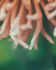 Plakat - Summer Flowers 106 - Admen.dk