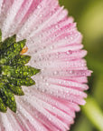 Plakat - Summer Flowers 109 - Admen.dk