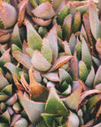 Akustik - Green Plants 2