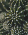 Plakat - Green Plants 5 - Admen.dk