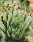 Plakat - Green Plants 9 - Admen.dk