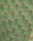 Plakat - Green Plants 15 - Admen.dk