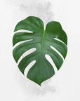 Plakat - Plants 1