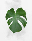 Plakat - Plants 3