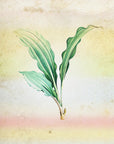 Plakat - Plants 31