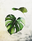 Poster - Plants 35