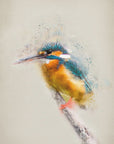 Plakat - Colorful Kingfisher Bird