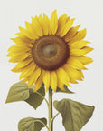 Poster - Sunflower Still