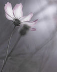 Plakat - Cosmos - Admen.dk