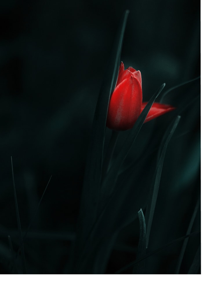 Plakat - Elegant Red Tulip - by Panaana